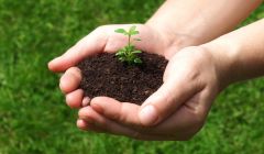Junger Spross einer Pflanze