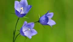 Drei Blüten einer Glockenblume