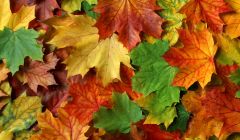 Ahornblätter in Herbstfarben