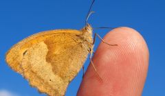 Schmetterling auf Finger